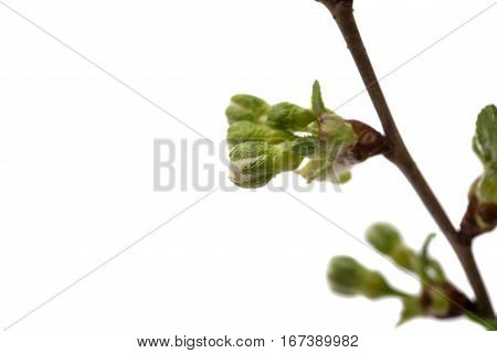 cherry blossom flowers isolated on white background