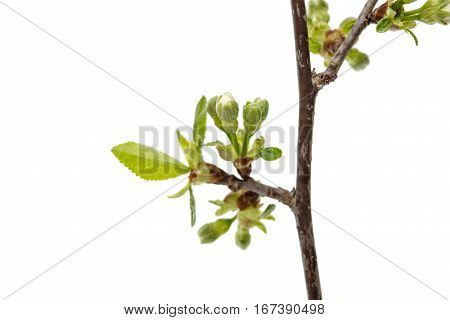 cherry blossom flowers isolated on white background