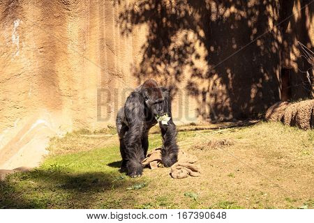 Western Lowland Gorilla is found in forests and lowland swamps in Africa