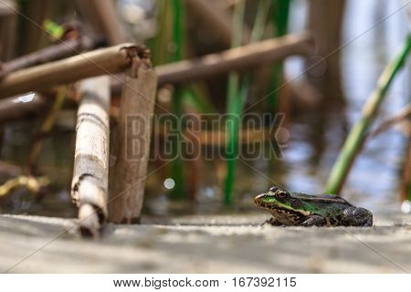 frog sits at the shore near the water