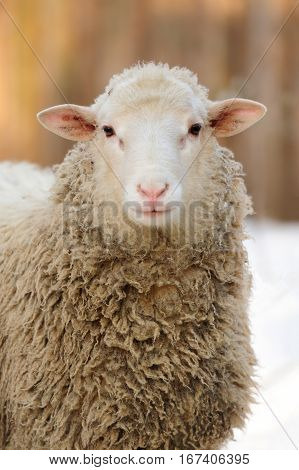 Close young sheep portrait in winter day
