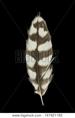 Feather of Red-footed Falcon Falco vespertinus isolated on black
