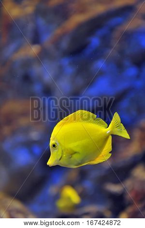 yellow tropical fish in water, close up