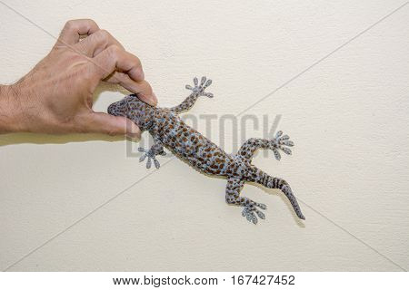 Men hand holding a gecko head on wall