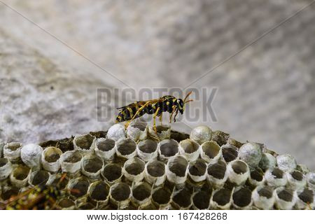 Wasp Nest With Wasps Sitting On It. Wasps Polist. The Nest Of A Family Of Wasps Which Is Taken A Clo