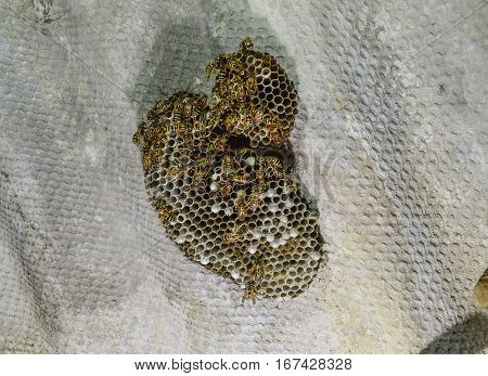 Wasp Nest With Wasps Sitting On It. Wasps Polist. The Nest Of A Family Of Wasps Which Is Taken A Clo