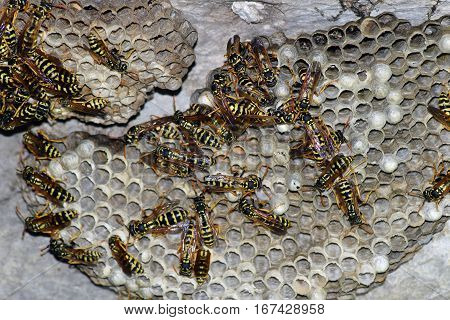 Wasp Nest With Wasps Sitting On It. Wasps Polist. The Nest Of A Family Of Wasps Which Is Taken A Clo