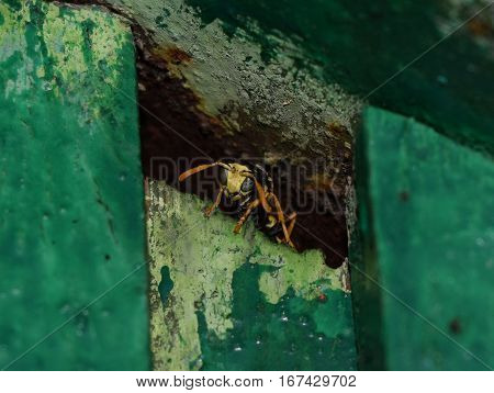 Wasp Male Peeking Out Of Hiding. The Marriage Between Wasps Polistes.