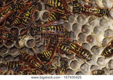 Wasp Nest With Wasps Sitting On It. Wasps Polist. The Nest Of A Family Of Wasps Which Is Taken A Clo