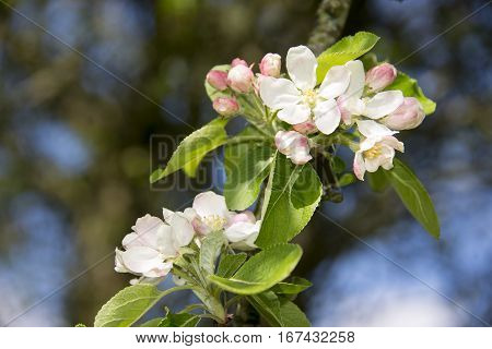 Small apple tree branch with pink and white apple blossom flowers and green leaves