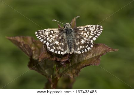 Tiny Grizzled Skipper butterfly Pyrgus malvae on bramble leaf with wings open