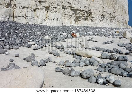 Low tide Seven Sisters National park East Sussex UK chalk coastline selective focus