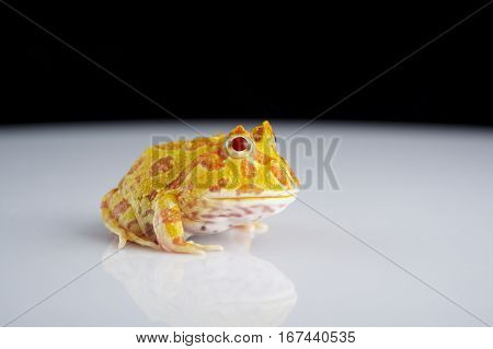 Argentine Horned Frog (Ceratophrys ornata) also known as the Argentine wide-mouthed frog or ornate pacman frog from the grasslands of Argentina Uruguay and Brazil.