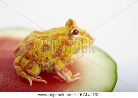 Argentine Horned Frog (Ceratophrys ornata) is on watermelon also known as the Argentine wide-mouthed frog or ornate pacman frog from the grasslands of Argentina Uruguay and Brazil.