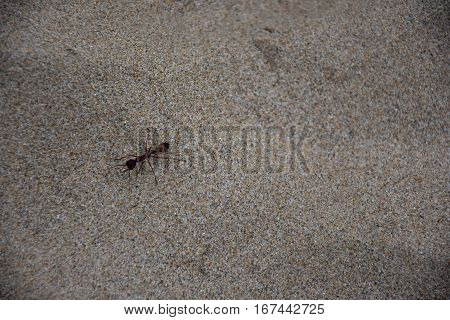 Close up of black ant resting on the sand. Macro portrait of an ant.