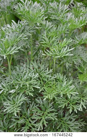 Wormwood (artemisia Absinthium)