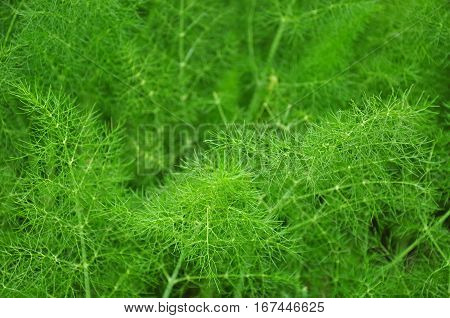 Fennel (foeniculum Vulgare)