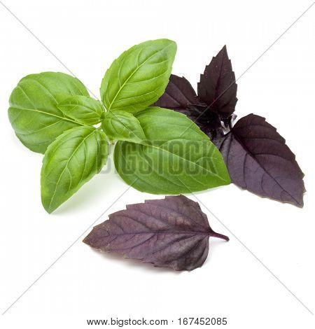 Close up studio shot of fresh green and red basil herb leaves mix isolated on white background. Sweet Genovese basil and Purple Dark Opal Basil.