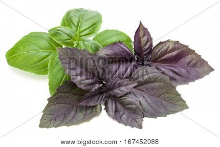 Close up studio shot of fresh green and red basil herb leaves mix isolated on white background. Sweet Genovese basil and Purple Dark Opal Basil.