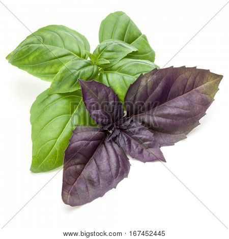 Close up studio shot of fresh green and red basil herb leaves mix isolated on white background. Sweet Genovese basil and Purple Dark Opal Basil.