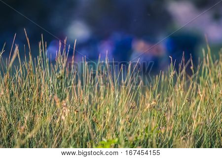 Prarie grass in a meadow in the mountains