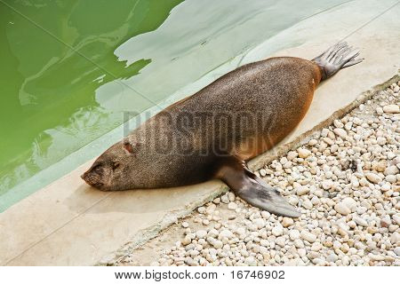 海狮