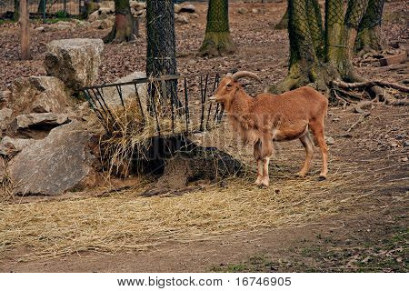 Steinbock