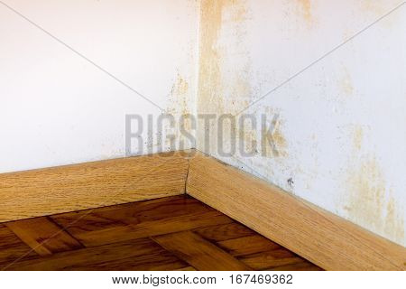 Persistent mold on corner in room wall.