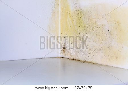 Persistent mold on corner in room wall.