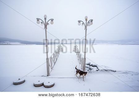 Dog On A Frozen Bazaleti Lake, Dusheti, Georgia