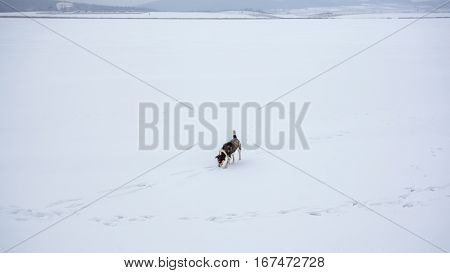 Dog On A Frozen Bazaleti Lake, Dusheti, Georgia