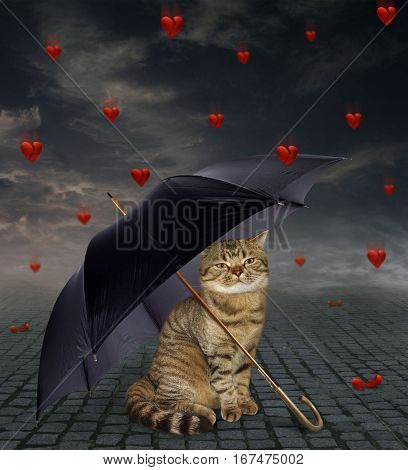 The cat is sitting under an umbrella. He tries to hide from broken hearts falling from the sky.