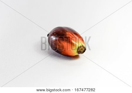 Oil palm fruits on white background.Commercial palm oil cultivation.