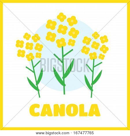 Canola flower vector illustration. Canola flower concept in flat style. Canola flowers