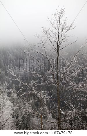 Frozen winter forest in the fog at gray day. Ukraine Carpathian Mountains.