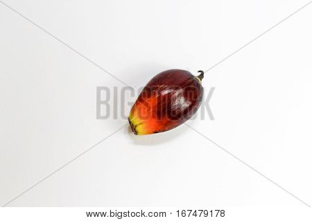 Oil palm fruits on white background.Commercial palm oil cultivation.