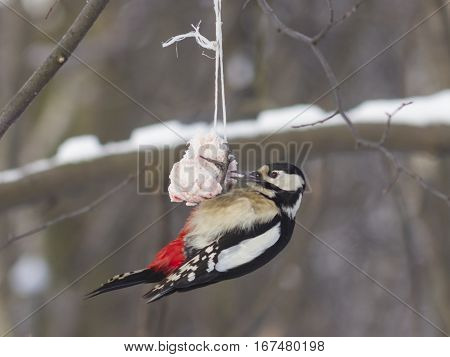 Female Great Spotted Woodpecker Dendrocopos major on fat ball close-up portrait selective focus shallow DOF