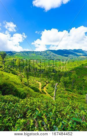 Haputale Hill Country Tea Plantation Scenic View V