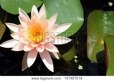 Lotus flower on the water with waterlily