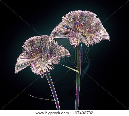 Color Glass Flower Isolated On Black , The Coxcomb