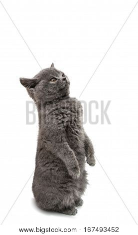 British gray kitten isolated on white background