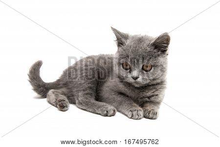 gray British kitten isolated on white background