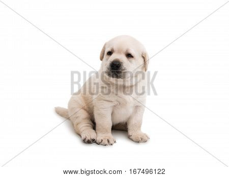 white labrador puppy on a white background