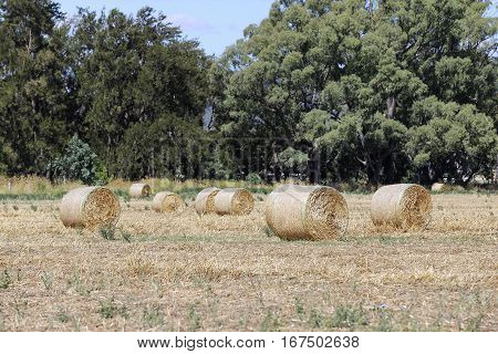 Hayrolls On The Field In Mudgee, Australia