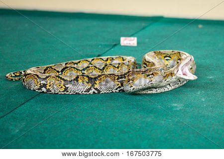 Pattaya Thailand show snakes by playing with a snake during the show