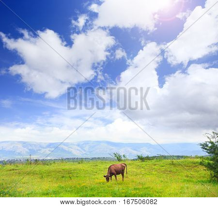 Cow grazes on meadow with green grass at scenic mountain landscape under blue cloudy sky.