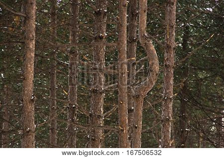 Detail of pine forest at mountain Kozomor in winter, Serbia