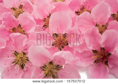 Cherry blossom sakura flowers isolated on white background