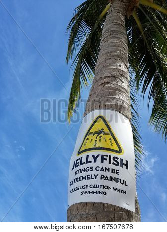 Palm tree with a warning sign on blue sky background. The inscription on the palm:Jellyfish stings can be extremely painful. Please use caution when swimming. Koh Samui Thailand