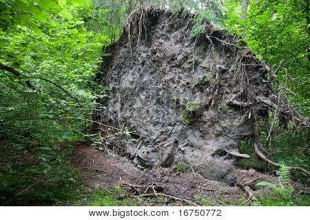 Kısmen reddedilen kırık ağacın kökleri